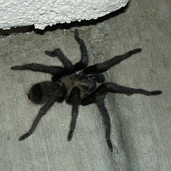 aphonopelma reversum